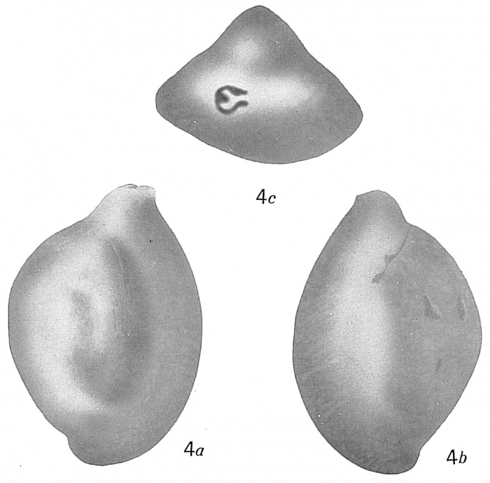 Quinqueloculina albatrossi Quinqueloculina albatrossi