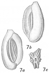 Chromista - Foraminifera (foraminifers)