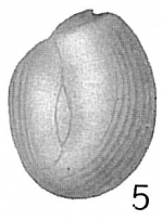 Quinqueloculina boueana