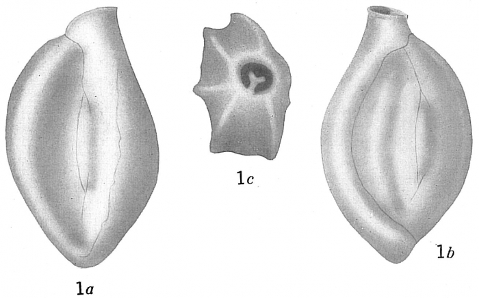 Quinqueloculina contorta Quinqueloculina contorta