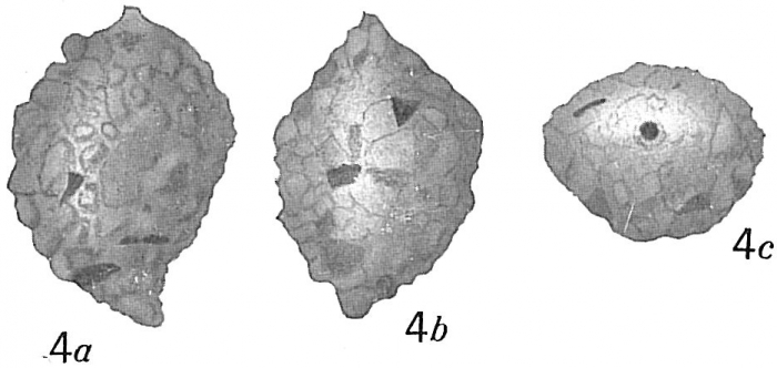 Quinqueloculina crassatina Quinqueloculina crassatina
