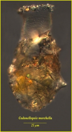 Codonellopsis morchella (Cleve) Jörgensen, 1924  