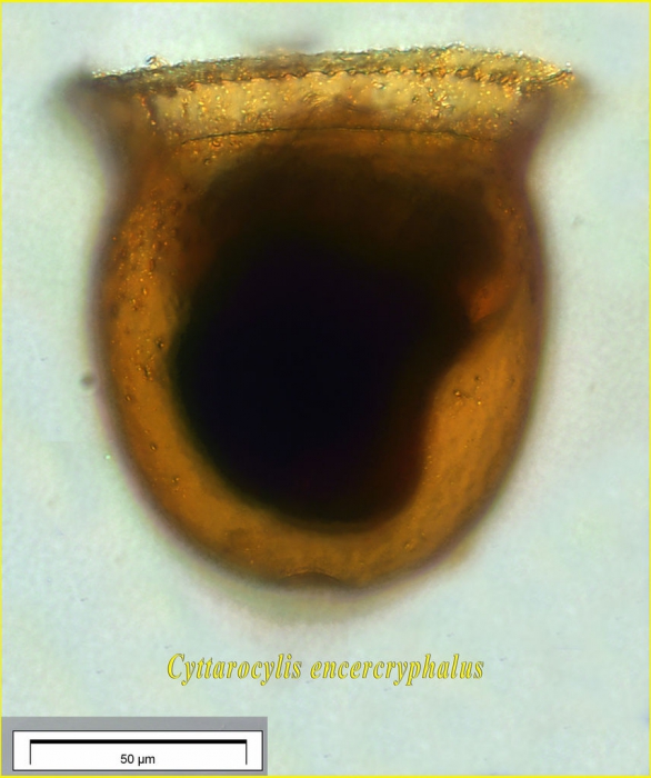 Cyttarocylis eucecryphalus (Haeckel) Kofoid, 1912 