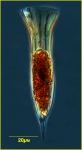 Dadayiella pachytoecus (Dendy, 1924)  AphiaID: 417204 