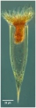 Parundella longa (Jorgensen, 1924 )