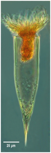 Parundella longa (Jorgensen, 1924 )