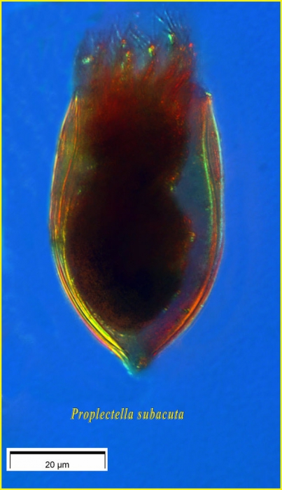 Proplectella subacuta Kofoid & Campbell, 1929 