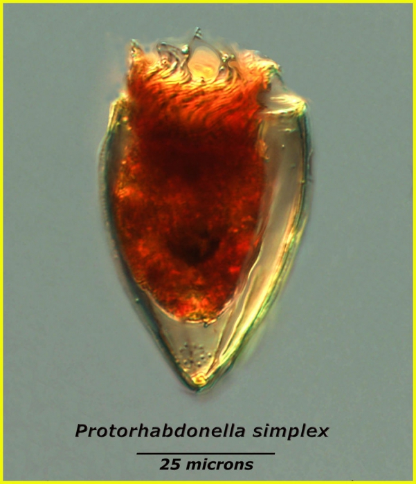 Protorhabdonella simplex (Cleve) Jörgensen, 1924  AphiaID: 341672