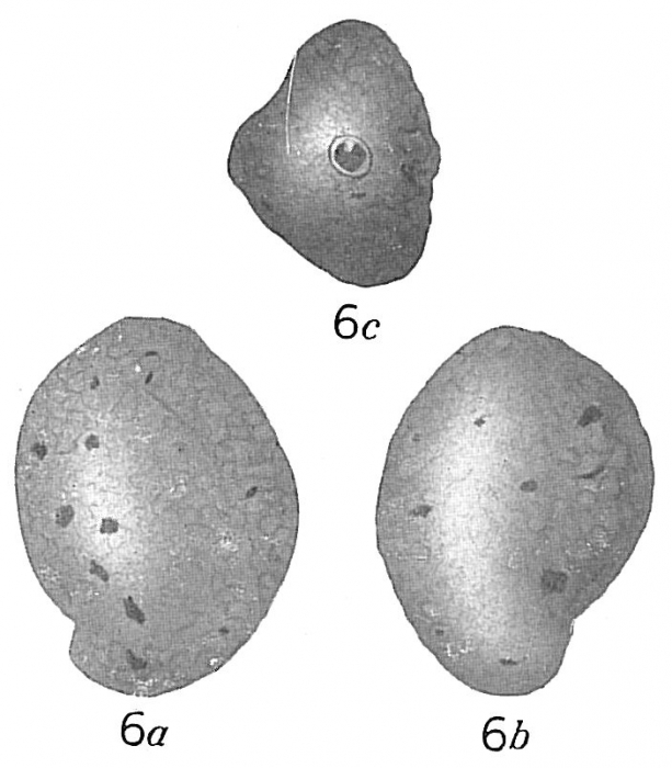 Quinqueloculina fusca Quinqueloculina fusca