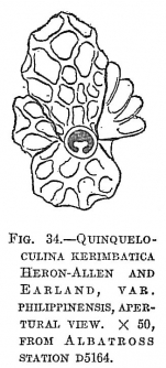 Quinqueloculina kerimbatica philippinensis