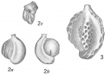 Chromista - Foraminifera (foraminifers)