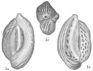 Quinqueloculina kerimbatica reticulostriata