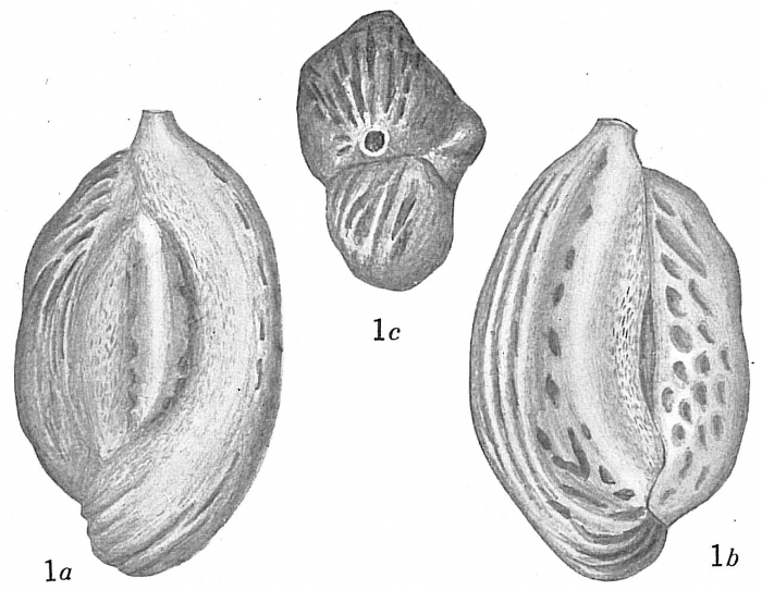 Quinqueloculina kerimbatica reticulostriata Quinqueloculina kerimbatica reticulostriata