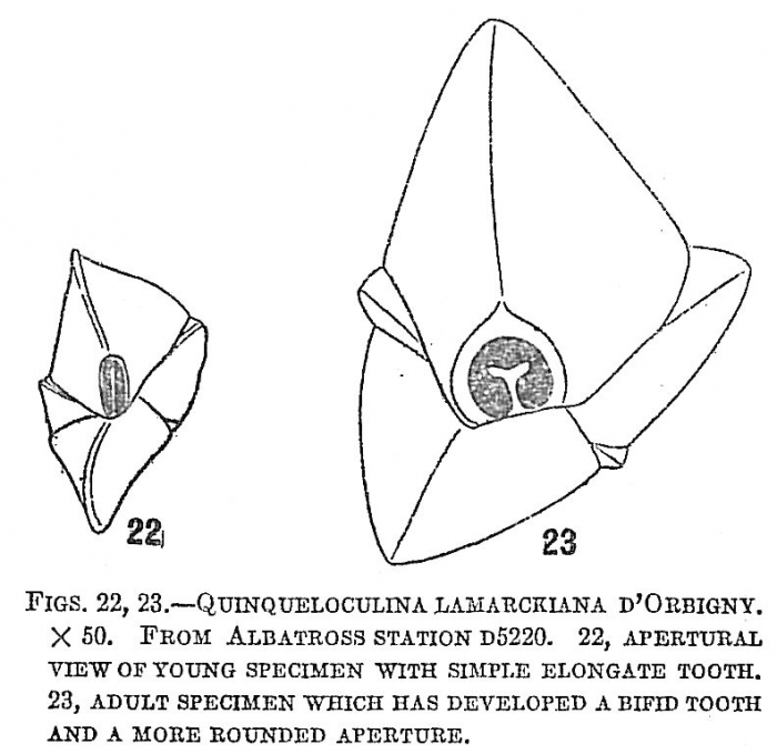 Quinqueloculina lamarckiana Quinqueloculina lamarckiana