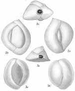 Quinqueloculina lamarckiana