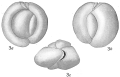 Chromista - Foraminifera (foraminifers)