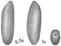 Chromista - Foraminifera (foraminifers)