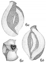 Quinqueloculina rugosa