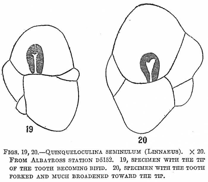 Quinqueloculina seminulum Quinqueloculina seminulum