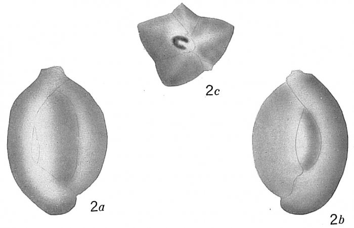 Quinqueloculina venusta Quinqueloculina venusta