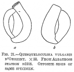 Quinqueloculina vulgaris