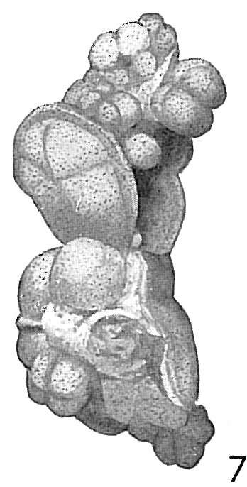 Reophax bilocularis Reophax bilocularis