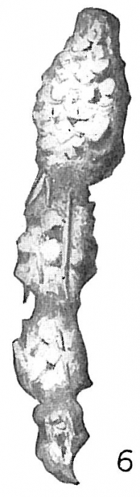 Reophax guttifer Reophax guttifer