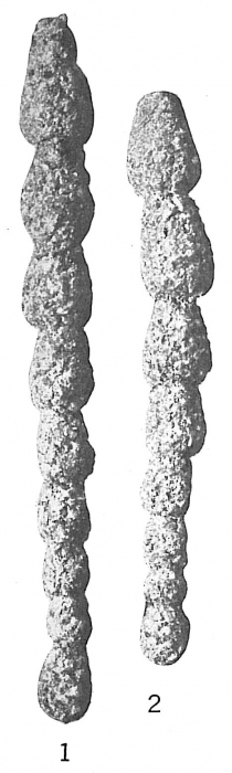 Reophax nodulosus Reophax nodulosus