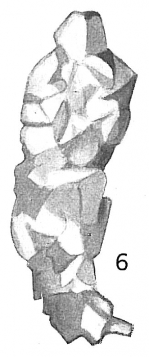 Reophax scorpiurus Reophax scorpiurus