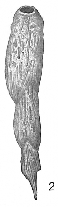 Reophax spiculotestus Reophax spiculotestus
