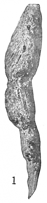 Reophax spiculotestus Reophax spiculotestus