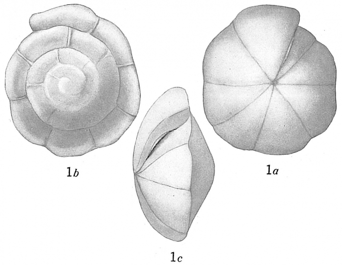 Rotalia broeckhiana Rotalia broeckhiana