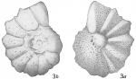 Chromista - Foraminifera (foraminifers)