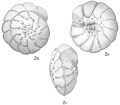 Chromista - Foraminifera (foraminifers)