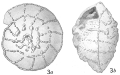 Chromista - Foraminifera (foraminifers)