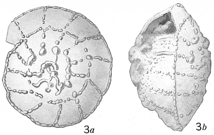 Rotalia papillosa