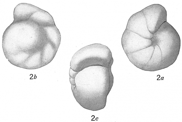 Rotalia soldanii Rotalia soldanii