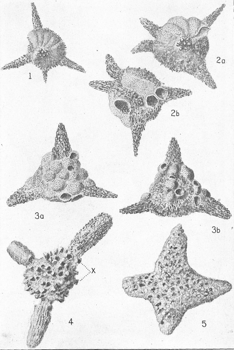  Baculogypsinoides spinosus (Misidentified as Siderolites tetraedra) 