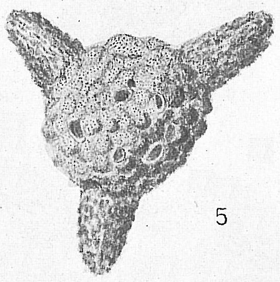Siderolites tetraedra Cushman (not Gümbel, 1870) = Baculogypsinoides spinosus [see Loeblich and Tappan (1987)]