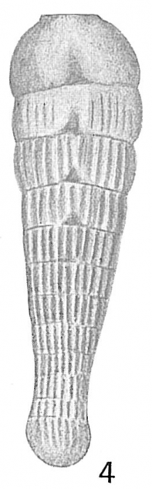Siphogenerina bifrons var. striatula Siphogenerina bifrons var. striatula