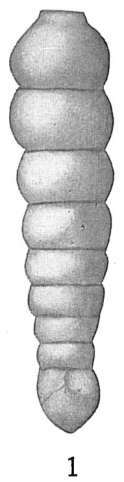Siphogenerina columellaris Siphogenerina columellaris