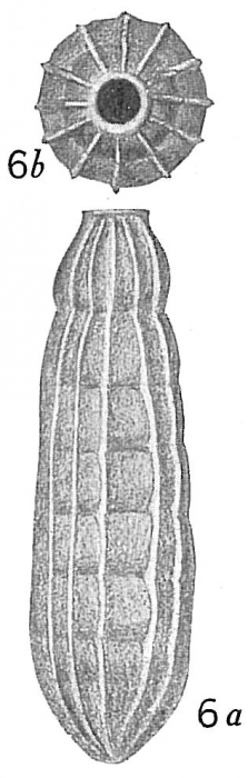 Siphogenerina raphanus costulata Siphogenerina raphanus costulata