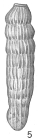 Siphogenerina striata sensu Cushman (1926) = S. striata curta Cushman, 1926