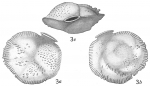 Siphonina reticulata sensu Cushman, 1921 = S. tubulosa Cushman, 1924