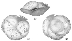 Siphonina reticulata sensu Cushman, 1921 = S. tubulosa Cushman, 1924