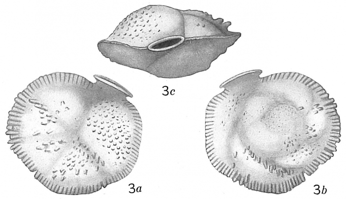 Siphonina reticulata sensu Cushman, 1921 = S. tubulosa Cushman, 1924 Siphonina reticulata sensu Cushman, 1921 = S. tubulosa Cushman, 1924