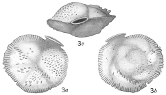 Siphonina reticulata