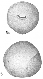 Sphaerammina ovalis