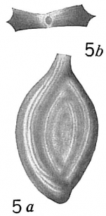 Spiroloculina antillarum var. angulata