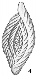 Spiroloculina antillarum